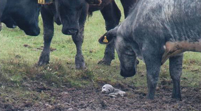 5 day-old baby seal stuck in mud, rescued by cows in England