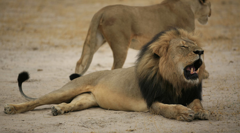 The hunting of Walter Palmer: Internet goes after 'lion killer' US dentist