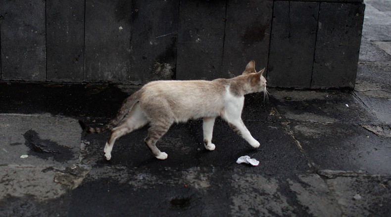 Australia’s war on cats: 24-hour curfew planned for domestic felines