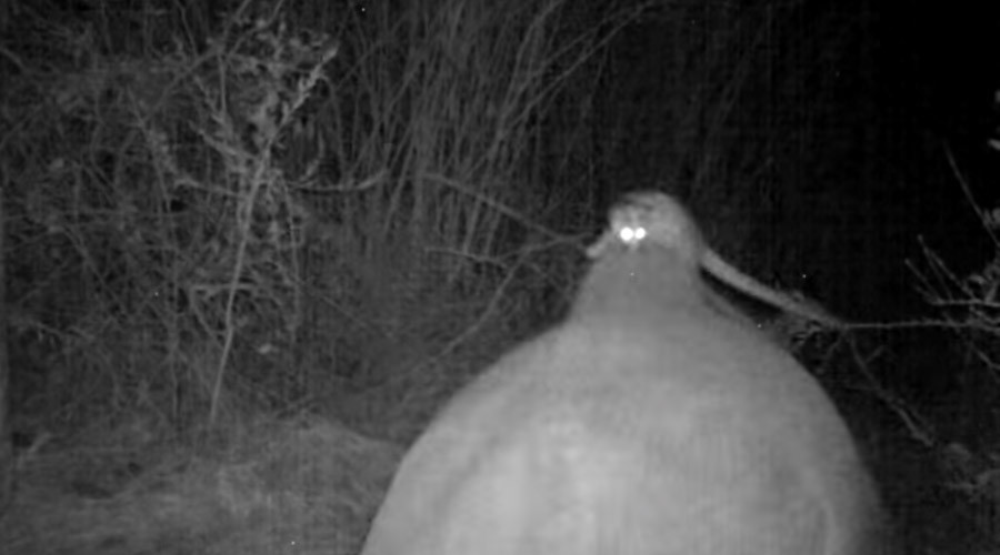 Black cab: Endangered rhino used as taxi by opportunistic genet (VIDEO)