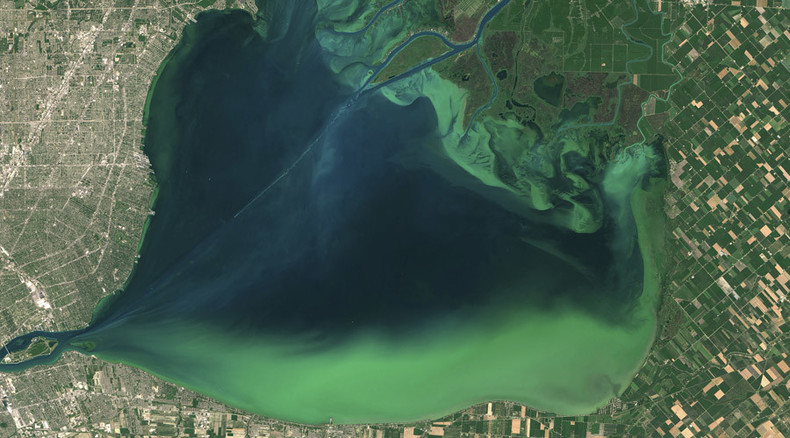 Toxicity, short-term memory loss: Algae advances off US West Coast, poisoning seafood