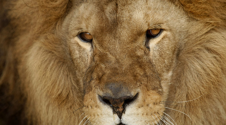 Hunting lions helps protect species, supports African economies ...