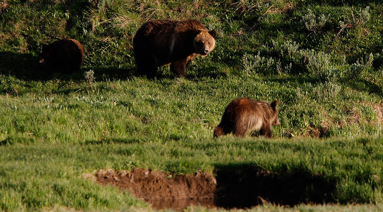 Mother grizzly bear to receive death penalty if DNA test proves she killed hiker