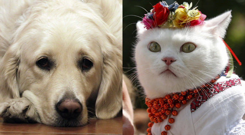 Cat-astrophic dogfight: Felines nearly wiped out all dogs in ancient times, scientists say