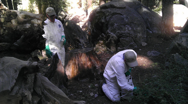 Yosemite National Park closes campsite after squirrels die of plague