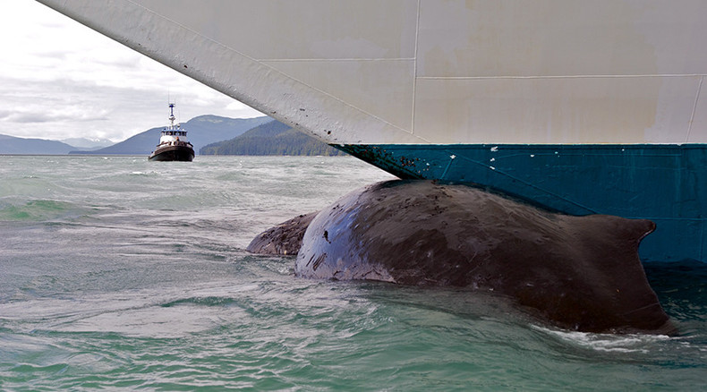 ‘Unusual mortality event’: 30 dead whales off Alaska prompts NOAA probe