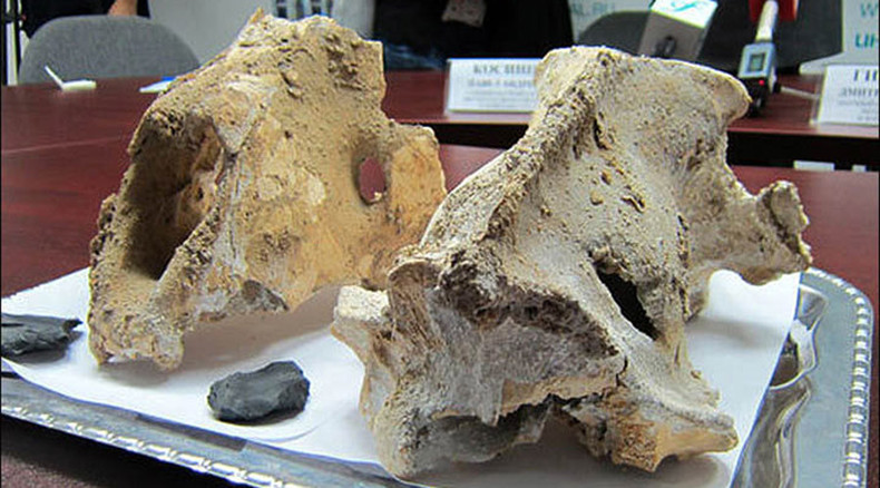 Hoard of ancient lion bones found in Urals cave said to be ‘unique’