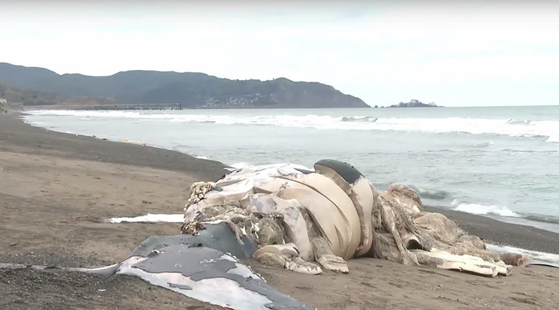 ‘Shocking’ death of 30 whales off Alaska could be linked to toxic bloom – scientist