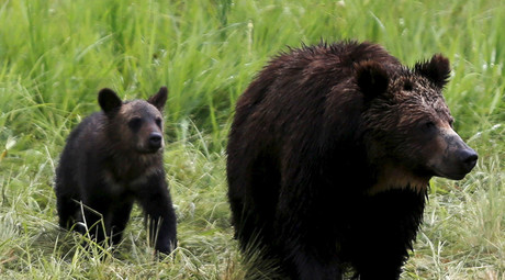 Roll over grizzly! Bear spotted tumbling childlike down a hill (VIDEO)