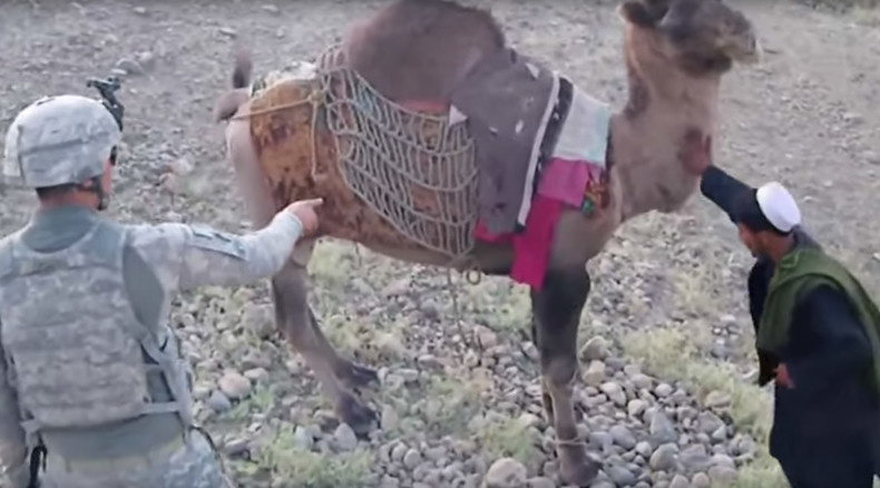 ‘What goes around, comes around’: Camel kicks US soldier in Afghanistan ...