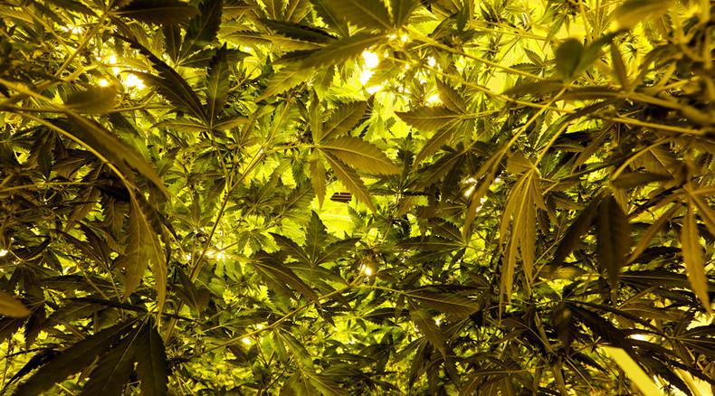 ‘Cannabis forest’ discovered in southwest London – police