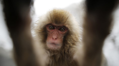 PETA wants copyright for monkey’s selfies – but what about other photo-savvy animals? (PHOTOS)