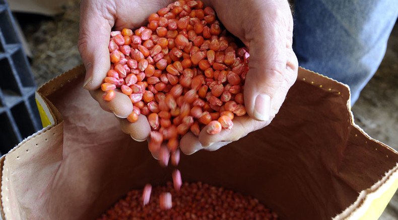 GMO-free zone: Germany tells EU it bans genetically modified crops cultivation