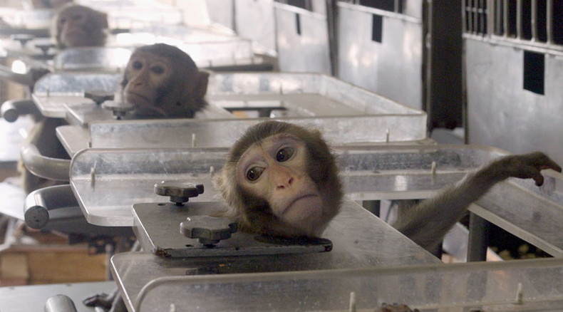 Law fails to prevent ‘extremely cruel’ testing on monkeys, campaigners