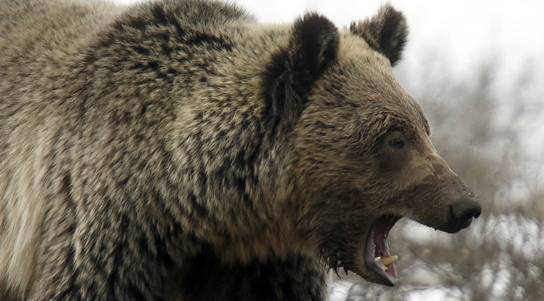 Gagging grizzly: Man escapes bear attack by jamming his arm down its throat