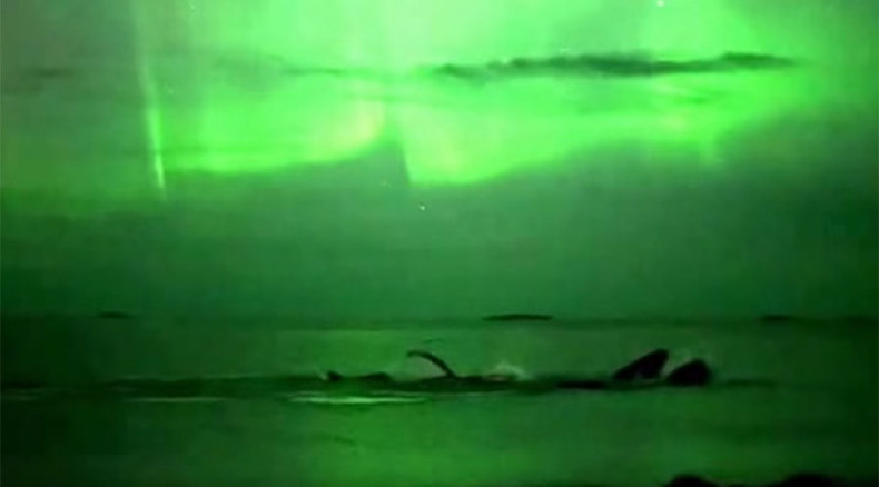 Whale of a time! Humpbacks under auroras, next to your paddleboard, on your kayak (VIDEOS)