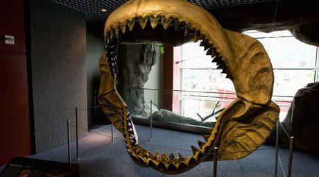 Reconstructed jaws on display at the National Aquarium in Baltimore. © wikipedia.org/wiki/Megalodon
