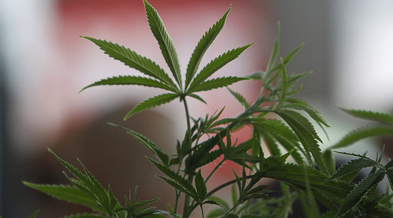 Smoking strong cannabis ‘can lead to brain damage,’ study claims