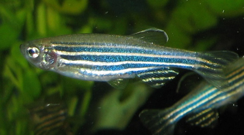 a female specimen of   zebrafish (danio rerio) breed with fan