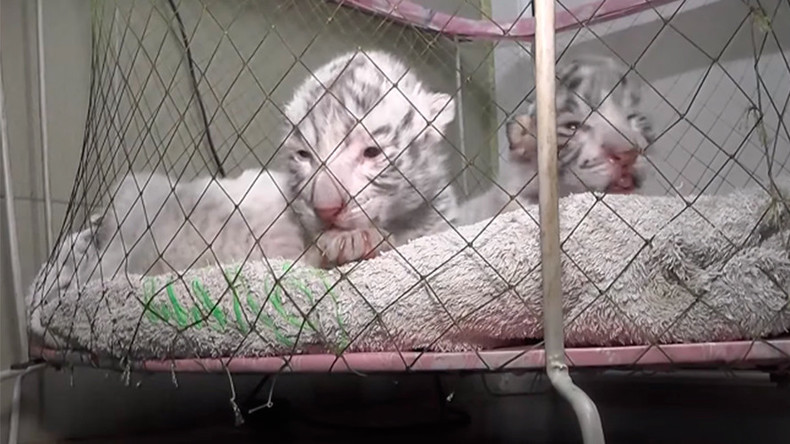 Bengal tiger cub dies at Crimea zoo amid power outage