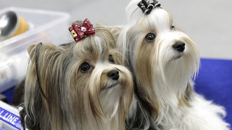 Dogs can copy each other’s expressions just like humans – study