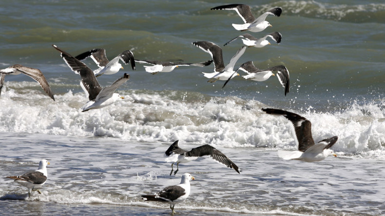 Mass die-off of seabirds attributed to starvation, possibly related to climate change