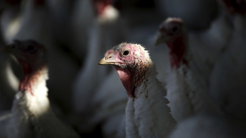 Fowl play: Turkey spotted on board flight freaks internet