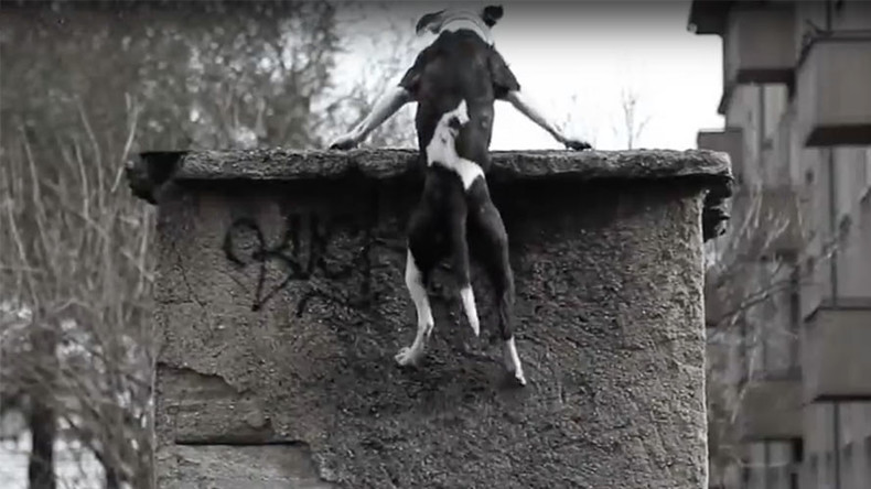 Barkour: Pitbull Jim masters the urban art of freerunning (VIDEO)