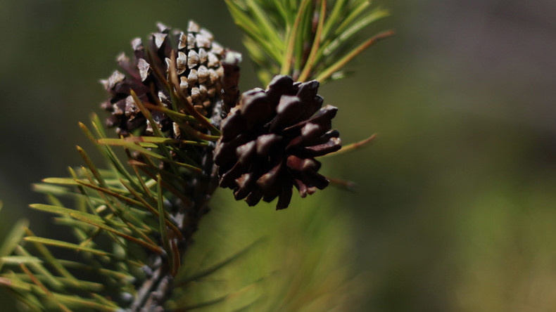 Kazakh thieves steal 1,000 kg of… pinecones in hope to sell them back to owner