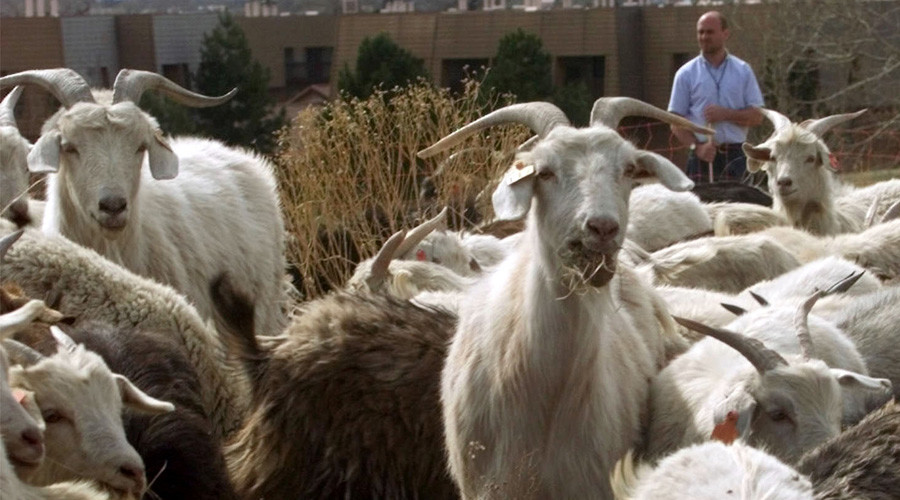 The men who drop in goats: US govt spent $6m bringing 9 ...