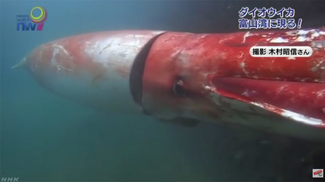 Ink-redible: Giant squid makes rare appearance, swims with human