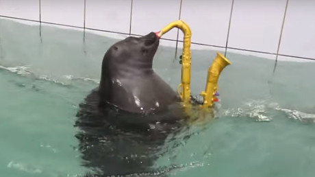 Pudgy Baikal seal performs amazing sax solo, perfects abstract painting (VIDEO)