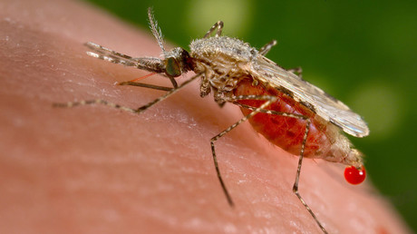 Genetically engineered mosquitoes battle Zika virus in Brazil
