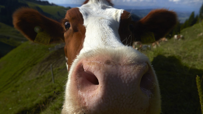 A new moo-vement: How clever cows are taking over the internet