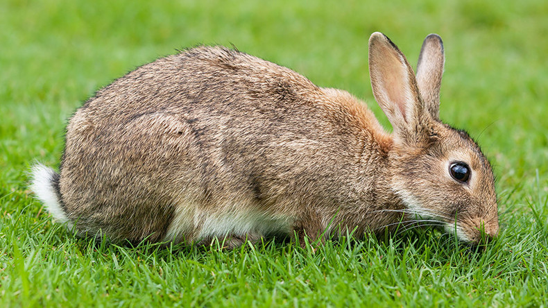 Silly rabbits getting spliffy on marijuana? DEA agent’s claim may not be legit