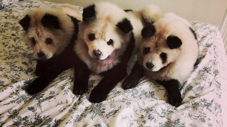 Panda dog: Singapore dyeing service called 'cute' and ...