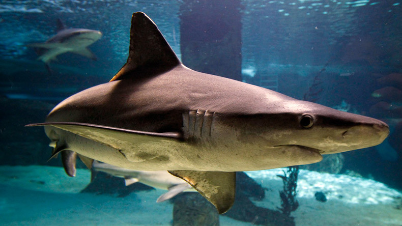Shark attacks reach record high in 2015 – majority take place in US