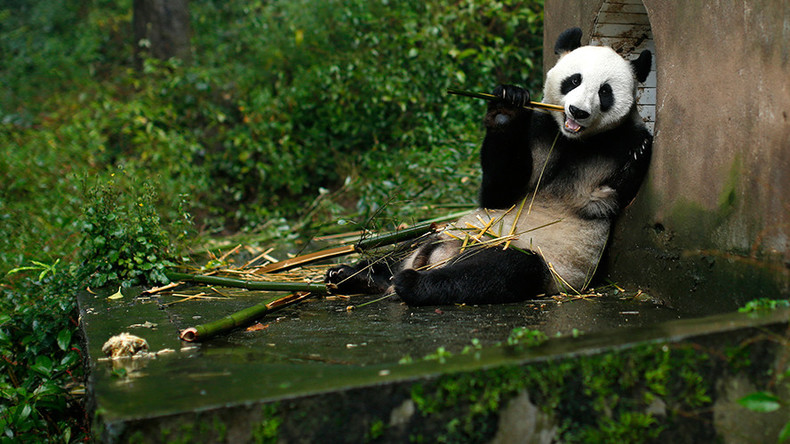 Wanted: Human pandas for zoo who don’t mind sitting around all day