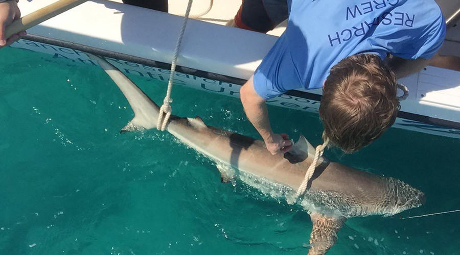 10,000+ sharks caught drifting off Florida coast in incredible aerial