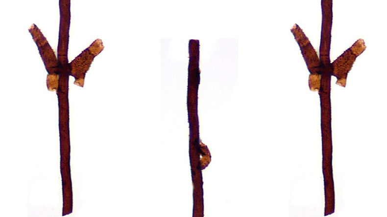 Life on Earth began in Scotland… with 440mn year old fungus, scientists discover