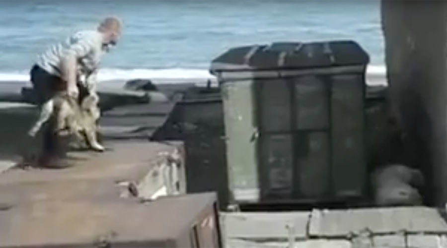 Man throws live dog to polar bear in Russia’s Far East [DISTURBING