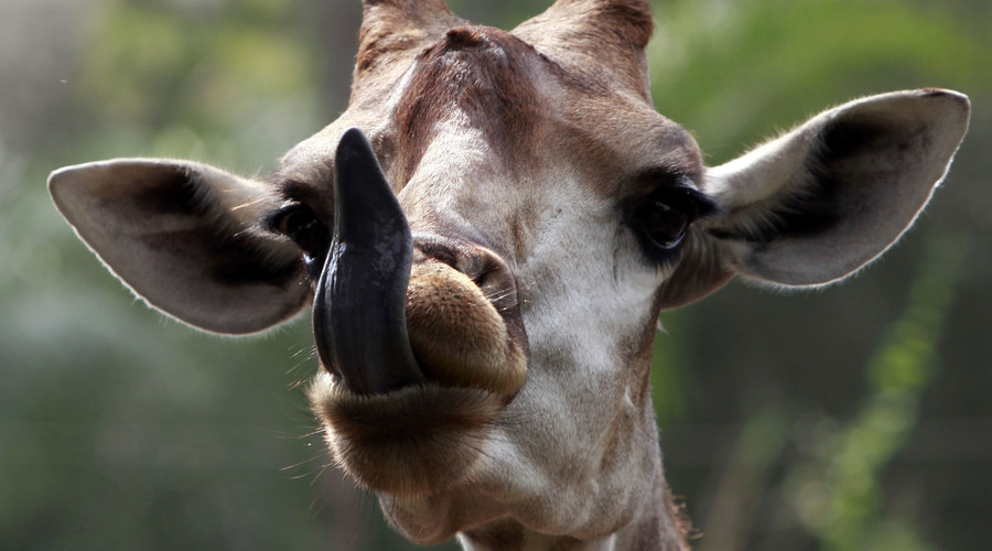 Idiot giraffe traps head in fake tree at Japanese zoo (VIDEO)