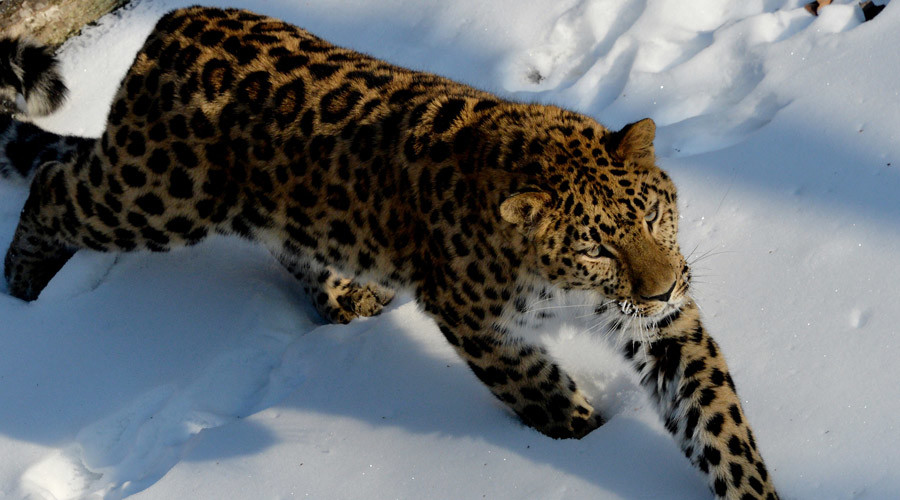 Tunnel to save leopards: Russia diverts highway underground to protect