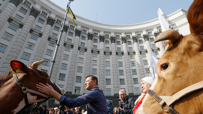 Milking it: Ukrainian populist right-wing politician brings cows to picket government (VIDEO)