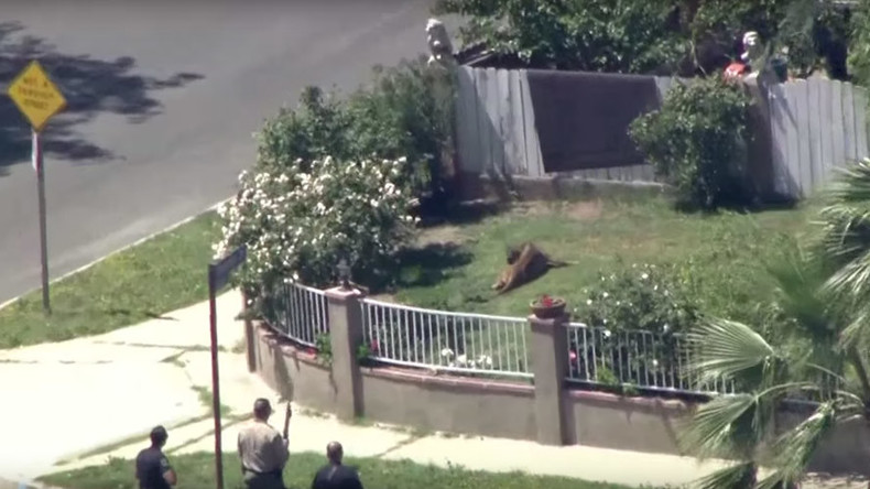 Dazed and confused: Police tranquilize mountain lion prowling LA school (VIDEO)