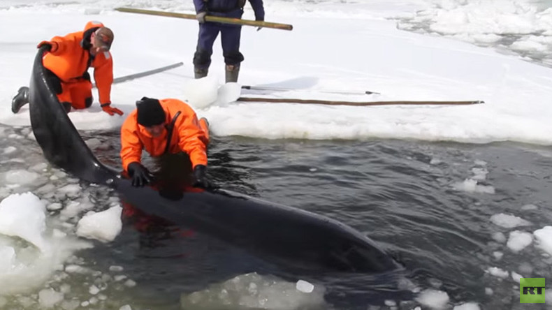 Trapped By Ice: 4 Killer Whales Rescued From Certain Death In Russia's ...