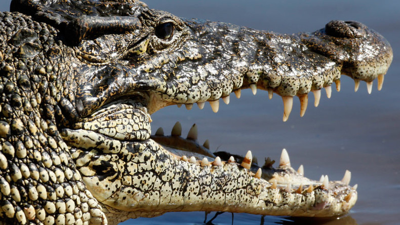 French fisherman survives crocodile attack in Australia 