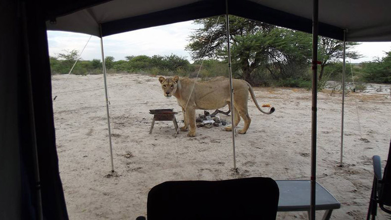 Inches From Death Stunned Campers Wake To Find Lions Licking Their