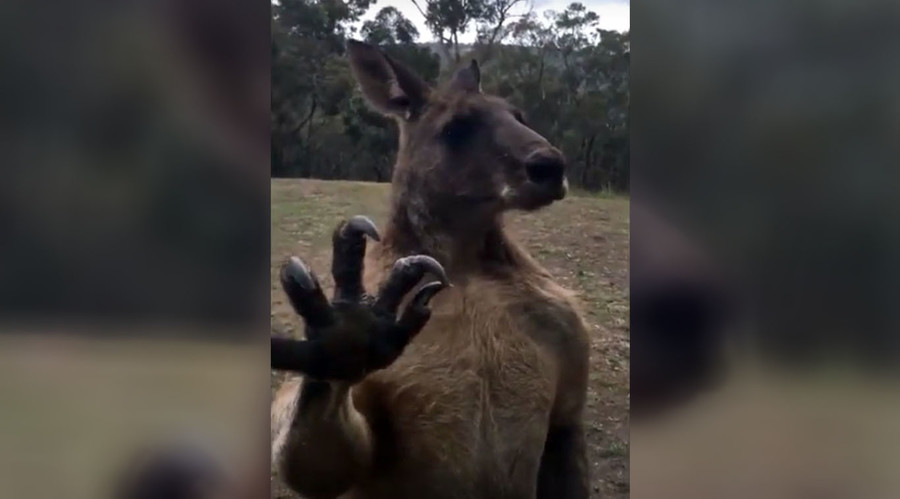 Hopping mad: Beefcake Kangaroo takes on impossible rival (VIDEO) — RT Viral