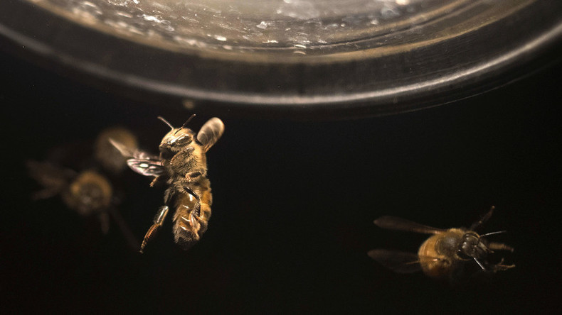 Killer bee attack in Texas leaves one man injured & family dogs dead